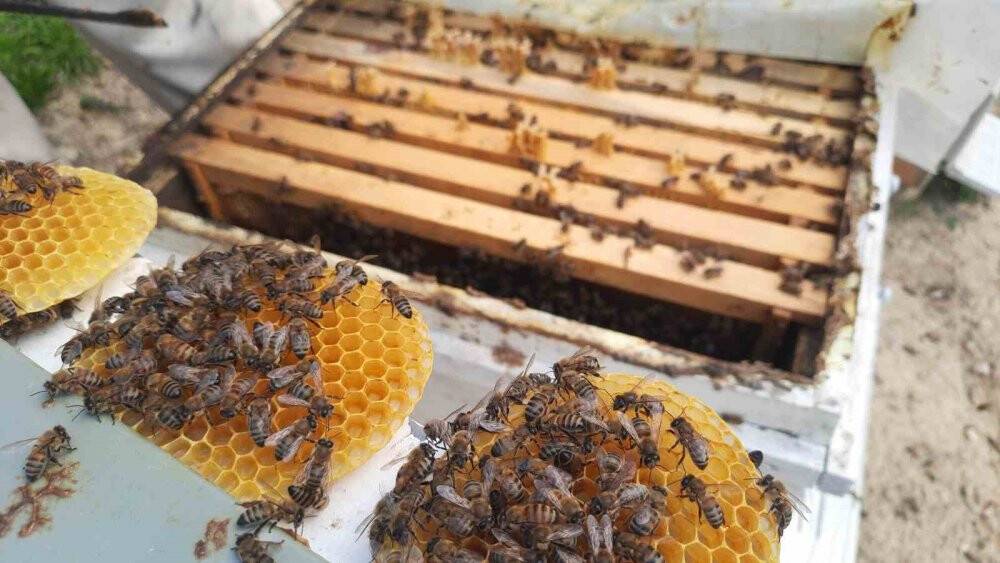 Konyalı arıcıların Toroslarda zorlu mesaisi
