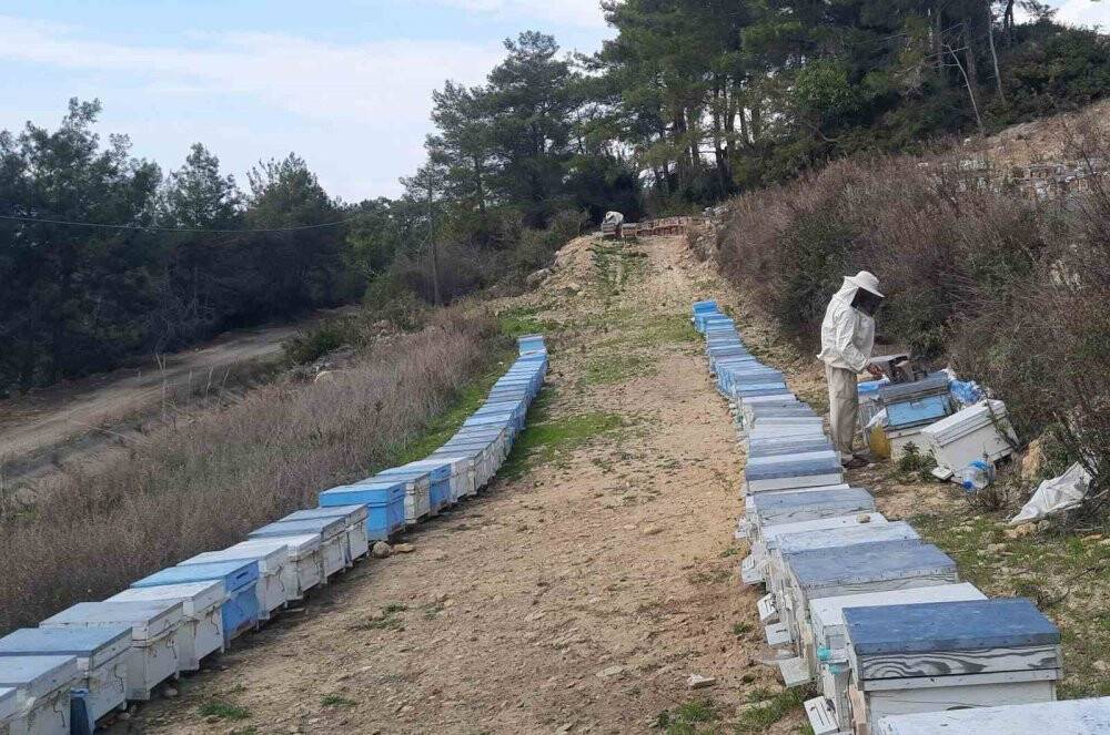 Konyalı arıcıların Toroslarda zorlu mesaisi