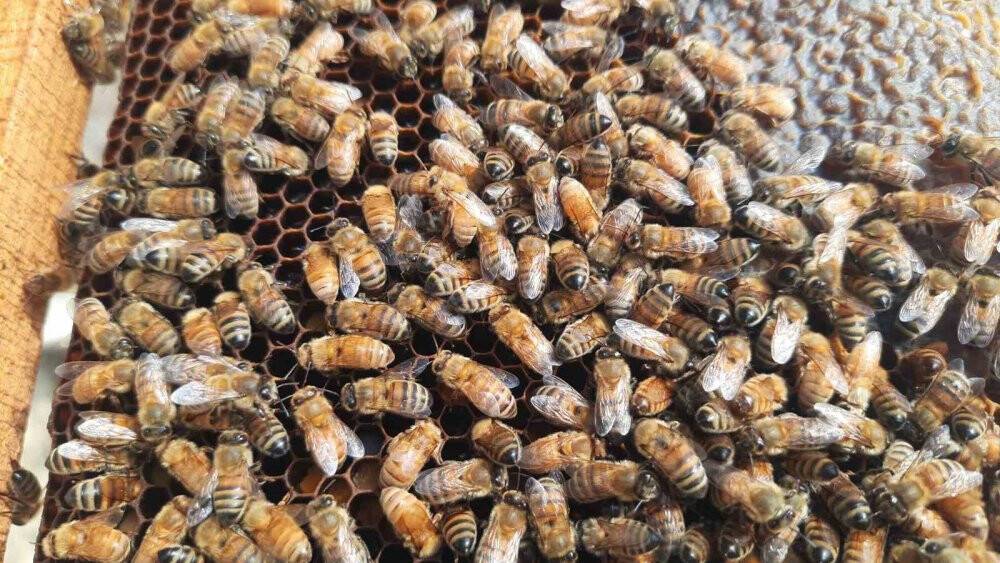 Konyalı arıcıların Toroslarda zorlu mesaisi