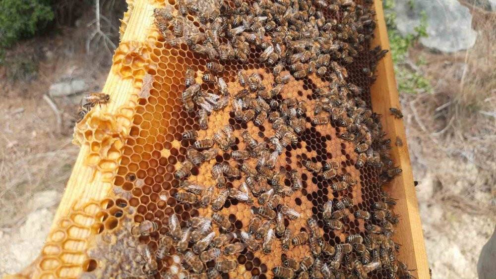 Konyalı arıcıların Toroslarda zorlu mesaisi