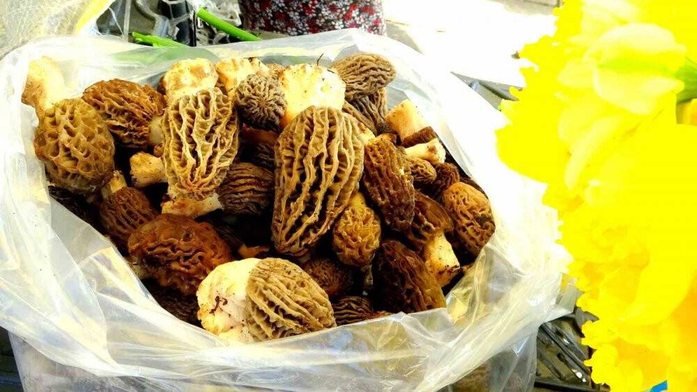 Mahallenin geçim kaynağı oldu: Fiyatı altınla yarışıyor