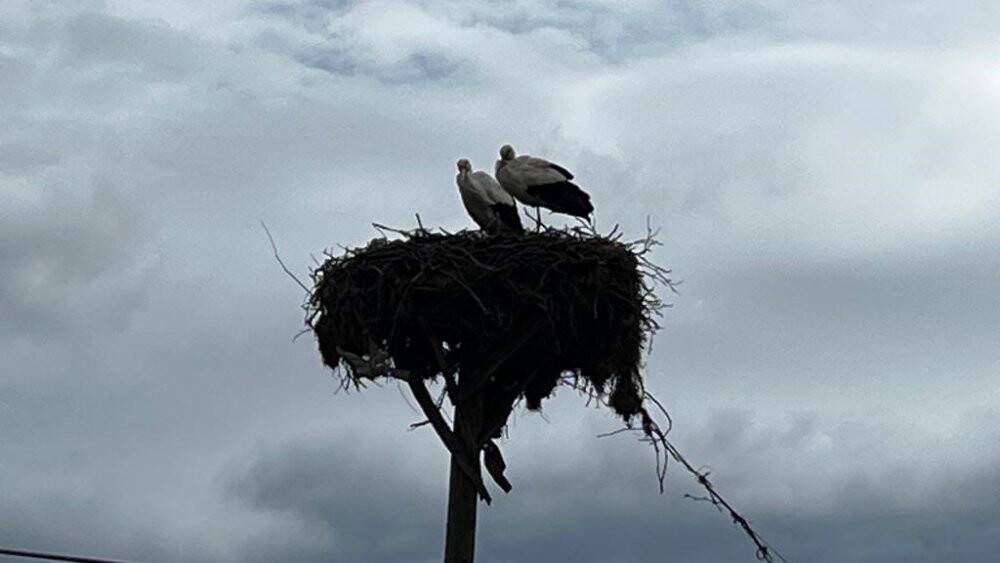 Yuvalarına döndüler