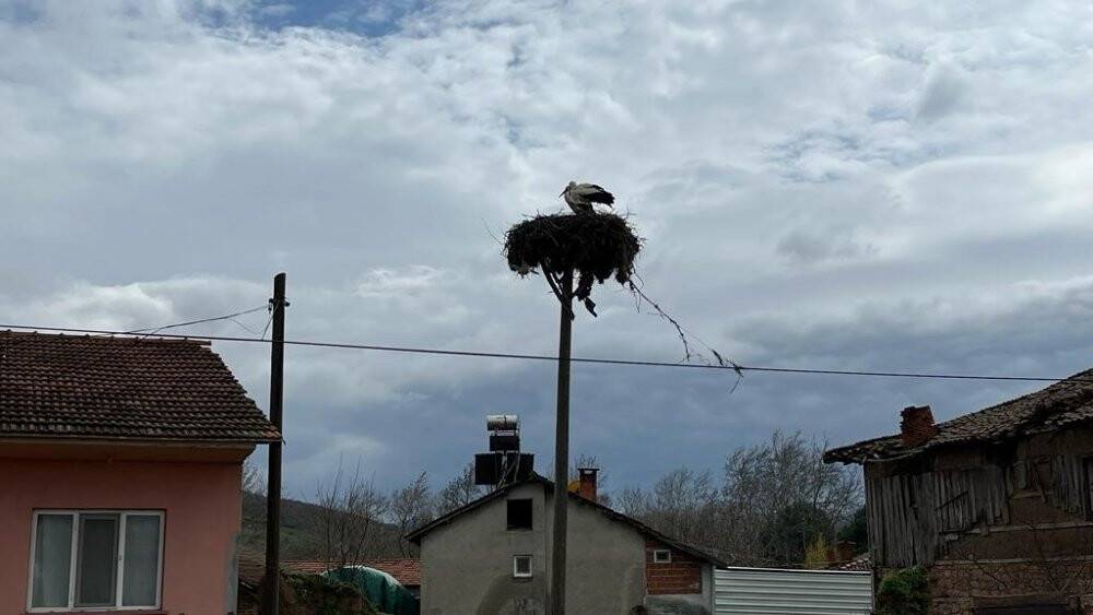 Yuvalarına döndüler