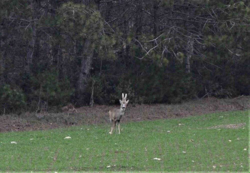 Köylere kadar indiler