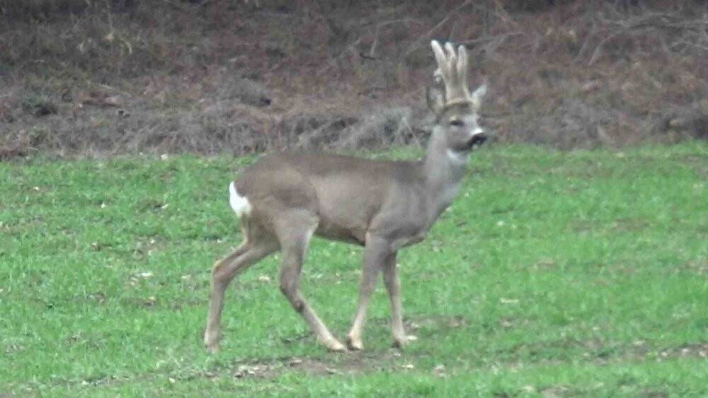 Köylere kadar indiler