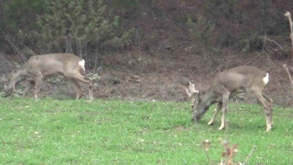 Köylere kadar indiler