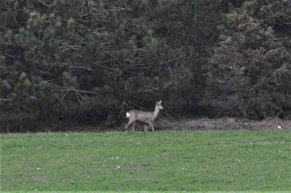 Köylere kadar indiler