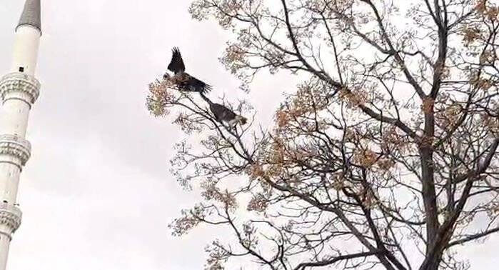 Kediyle karganın güldüren kavgası