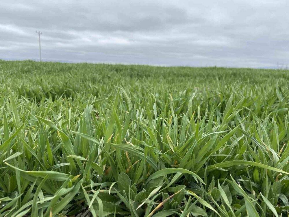 Olağanüstü kuraklık alarmı verilen Konya Ovası için uzman isimden güzel haber