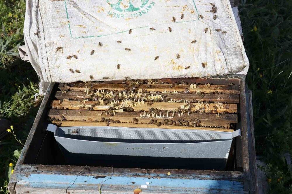 Yüzlerce bal peteğini çalıp, arıları telef ettiler