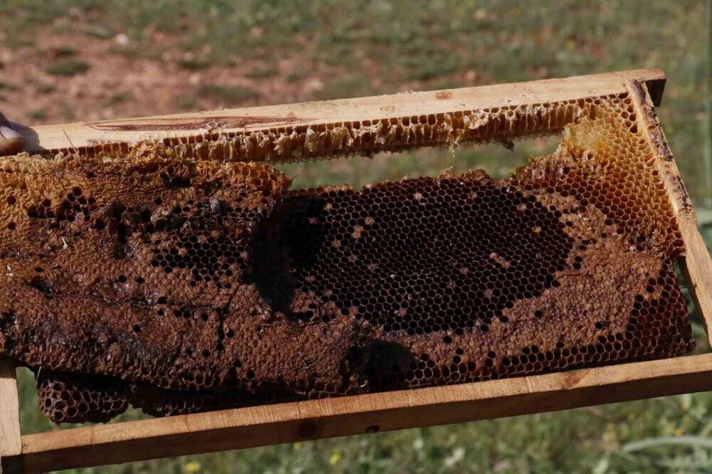 Yüzlerce bal peteğini çalıp, arıları telef ettiler