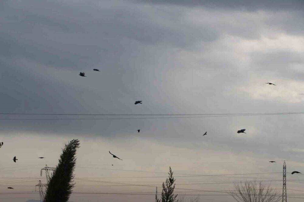 Yüzlercesi tarlaları istila etti