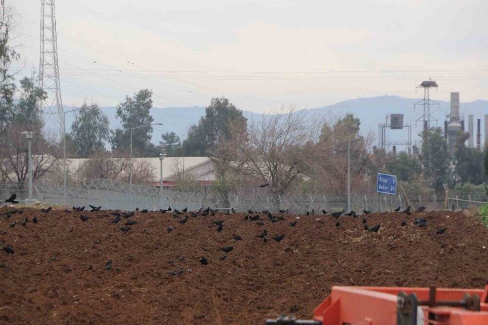 Yüzlercesi tarlaları istila etti