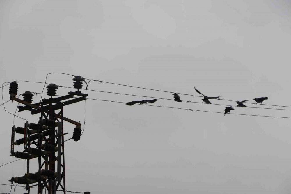 Yüzlercesi tarlaları istila etti