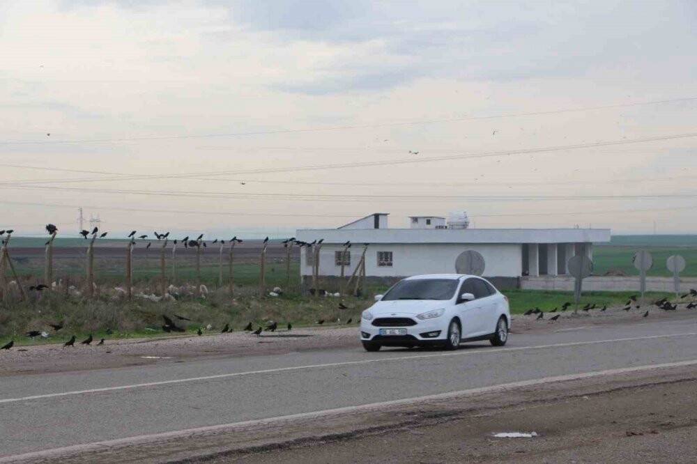 Yüzlercesi tarlaları istila etti