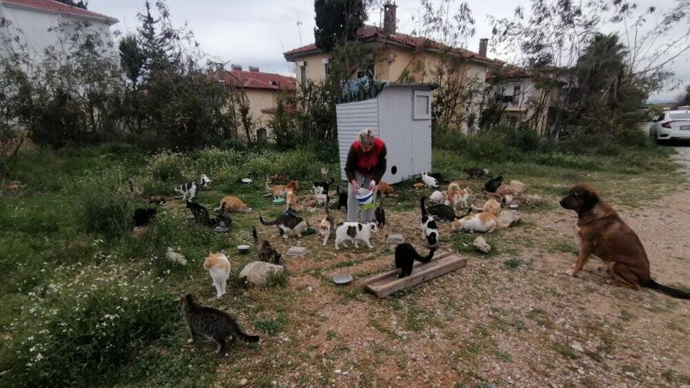 Rus gelin, yalnız başına 250 kediyi sahiplendi