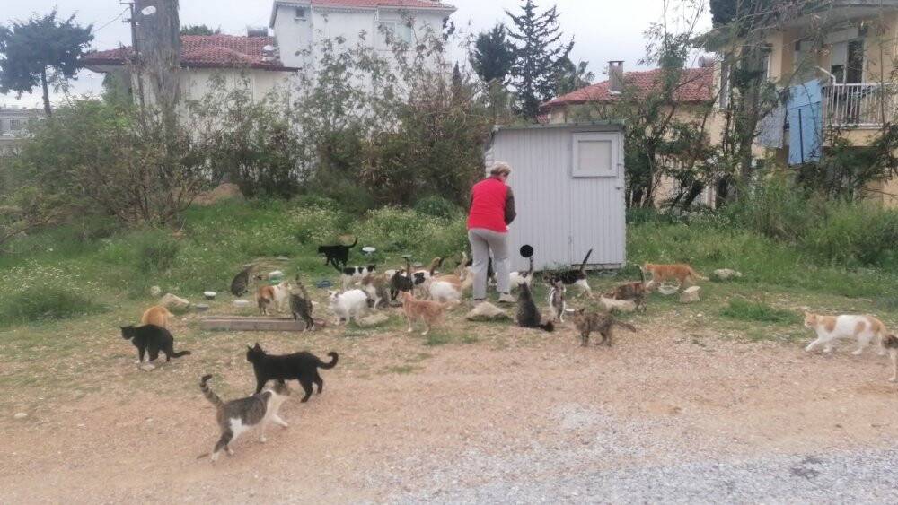 Rus gelin, yalnız başına 250 kediyi sahiplendi