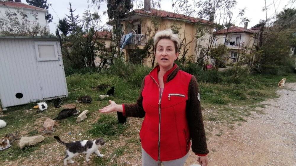 Rus gelin, yalnız başına 250 kediyi sahiplendi