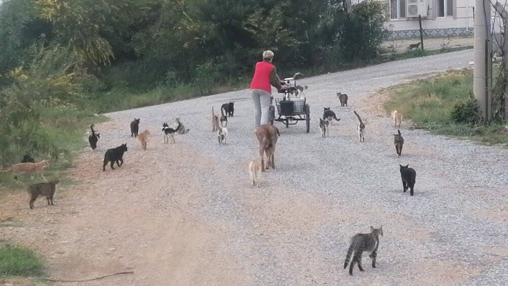 Rus gelin, yalnız başına 250 kediyi sahiplendi