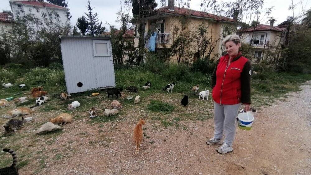 Rus gelin, yalnız başına 250 kediyi sahiplendi