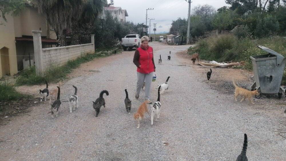 Rus gelin, yalnız başına 250 kediyi sahiplendi