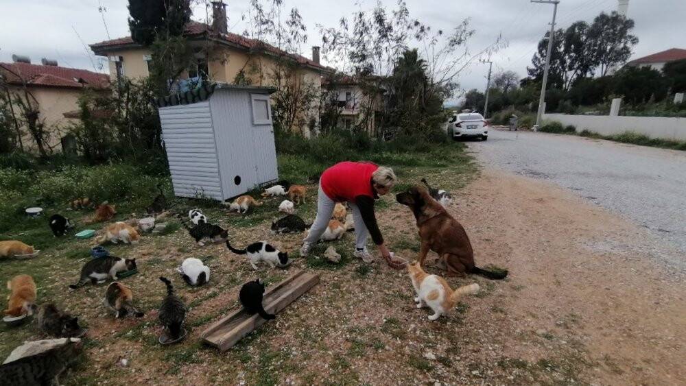 Rus gelin, yalnız başına 250 kediyi sahiplendi