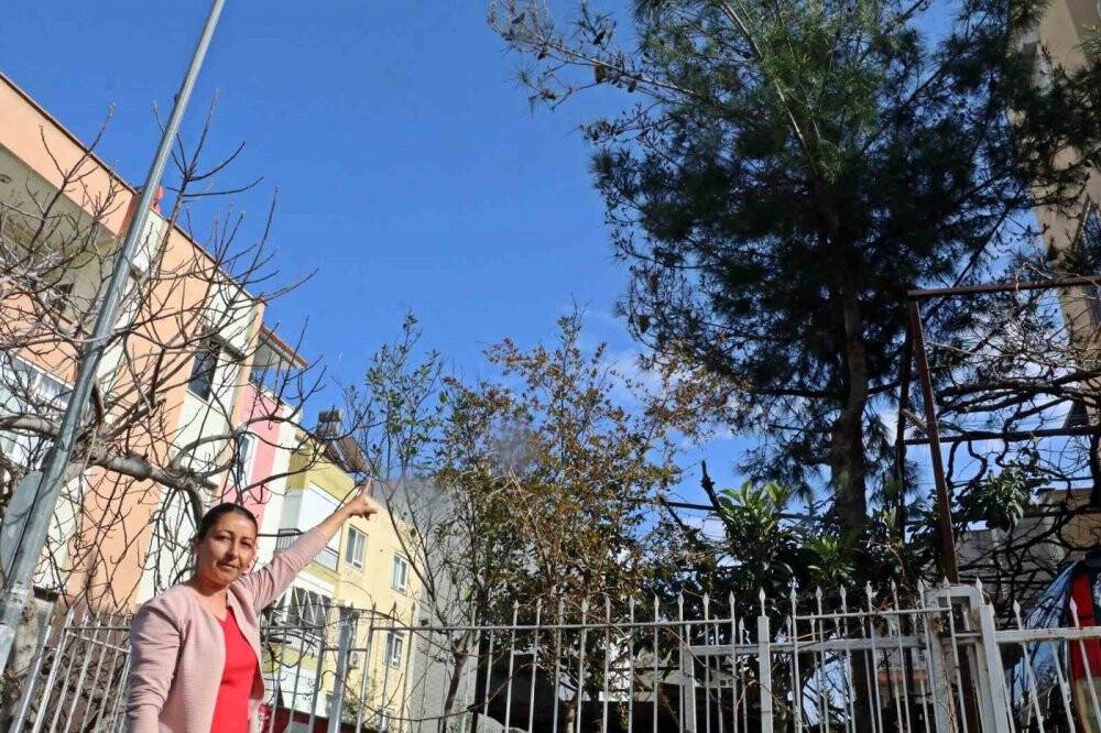 Bahçesindeki tırtılları süpürdü, hastanelik oldu