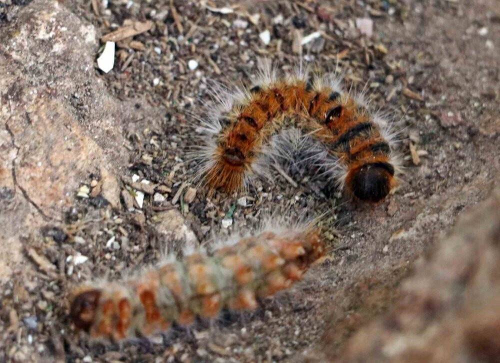 Bahçesindeki tırtılları süpürdü, hastanelik oldu