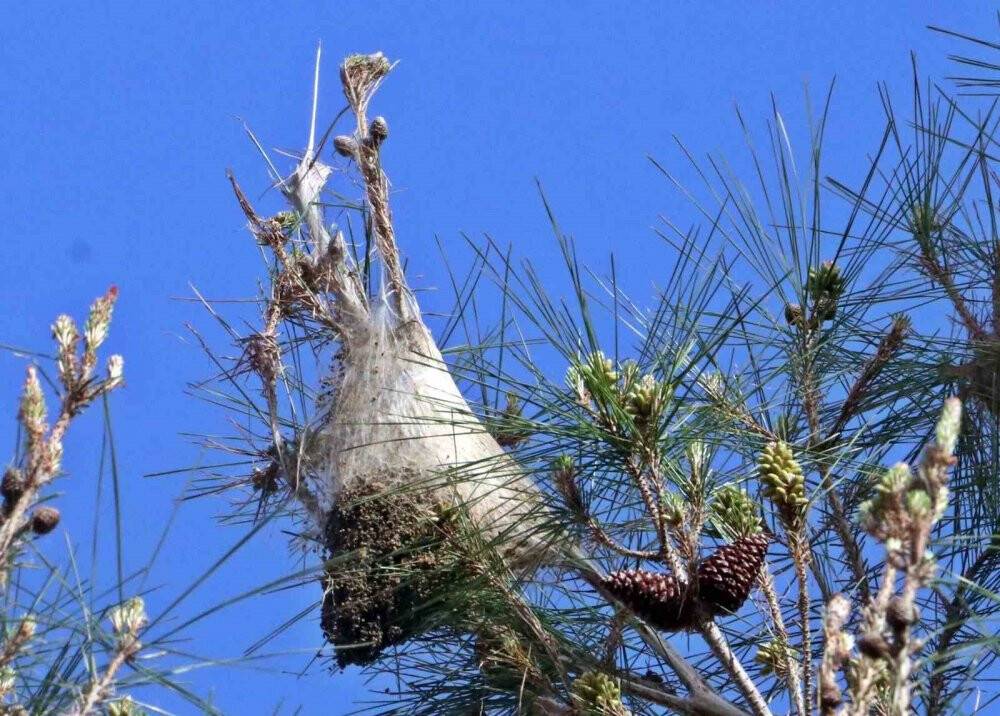 Bahçesindeki tırtılları süpürdü, hastanelik oldu
