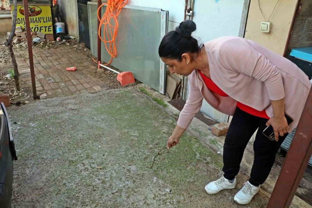 Bahçesindeki tırtılları süpürdü, hastanelik oldu