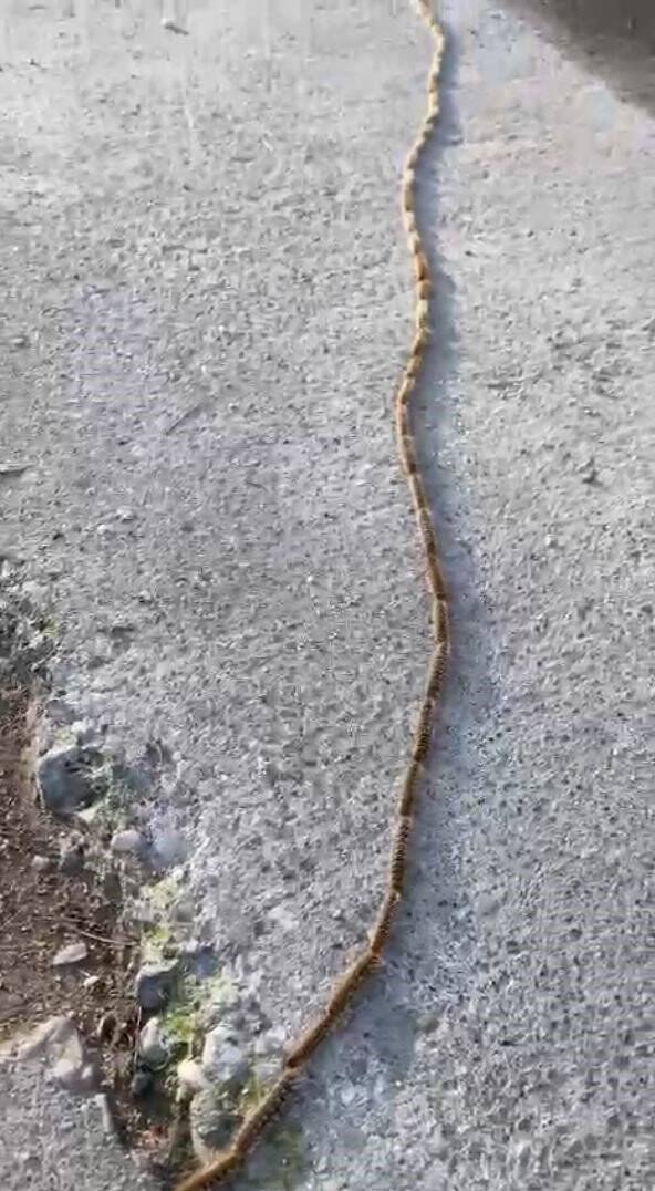 Bahçesindeki tırtılları süpürdü, hastanelik oldu