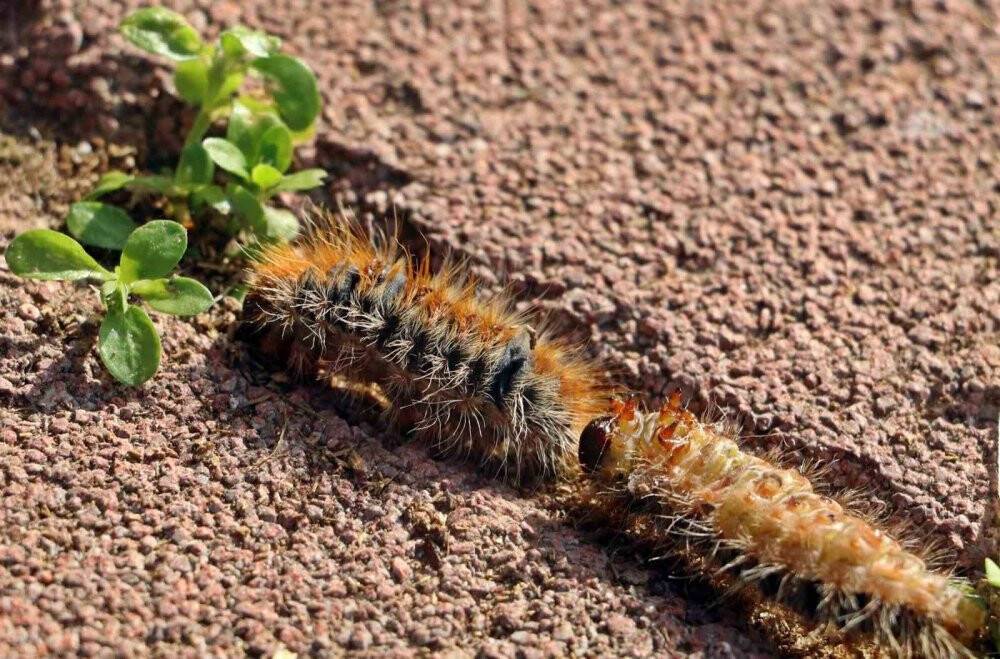 Bahçesindeki tırtılları süpürdü, hastanelik oldu