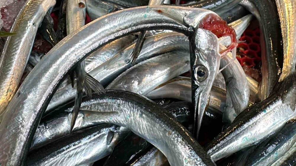 Fosforuyla ünlü balık tezgahlarda yerini almaya başladı