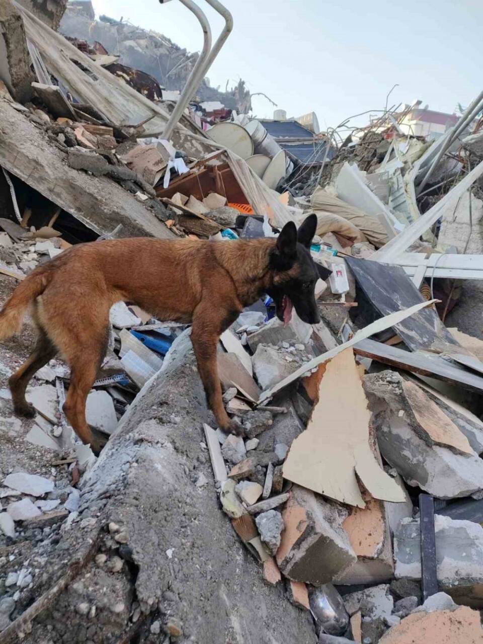 Hayatını kurtaran köpeğin resmini vücudunda ömür boyu taşıyacak