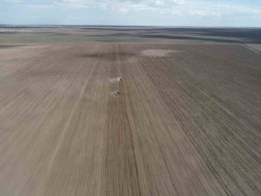 Konya Büyükşehir 800 bin metrekarelik araziye aspir bitkisi ekti