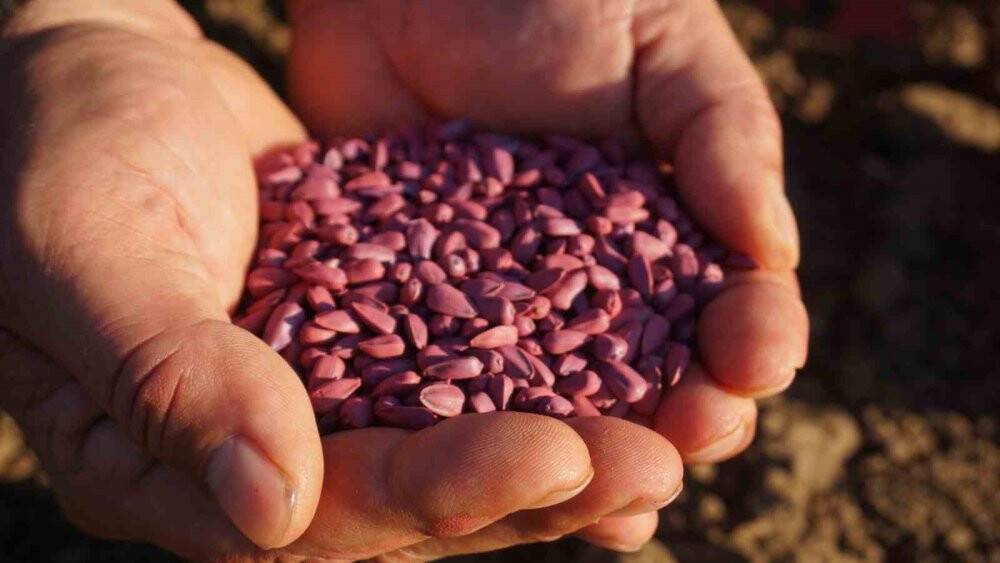 Edirne’de ayçiçeği ekim mesaisi başladı