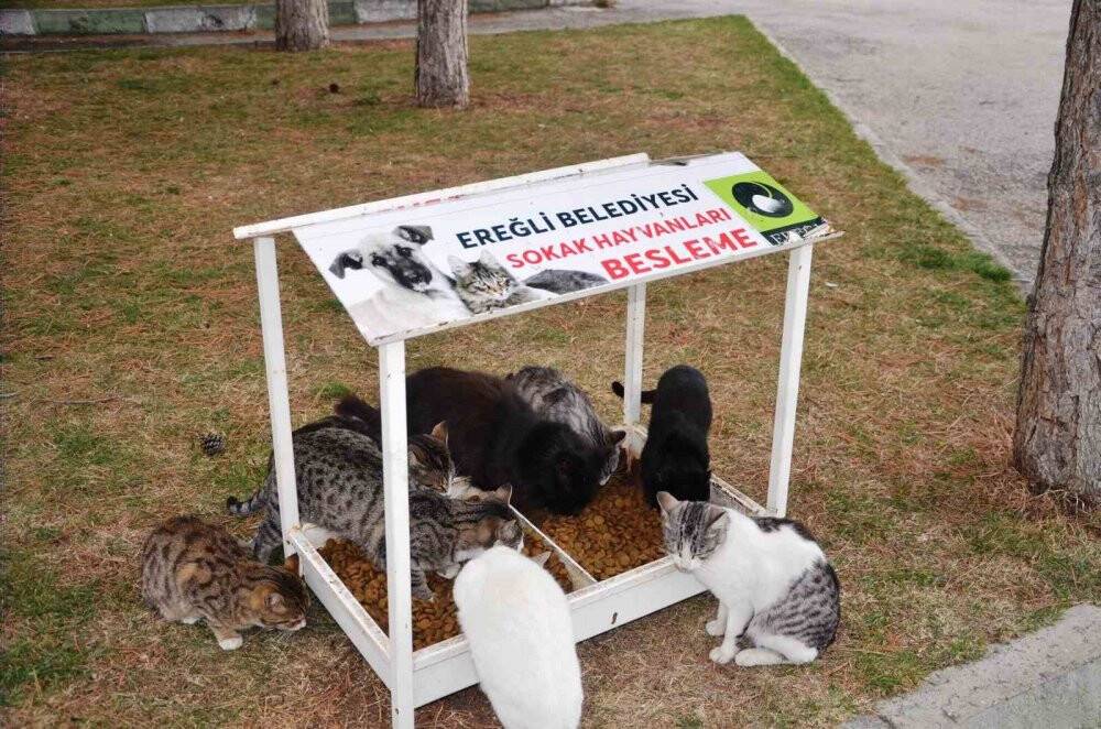 Ereğli sokak hayvanlarına sahip çıkıyor