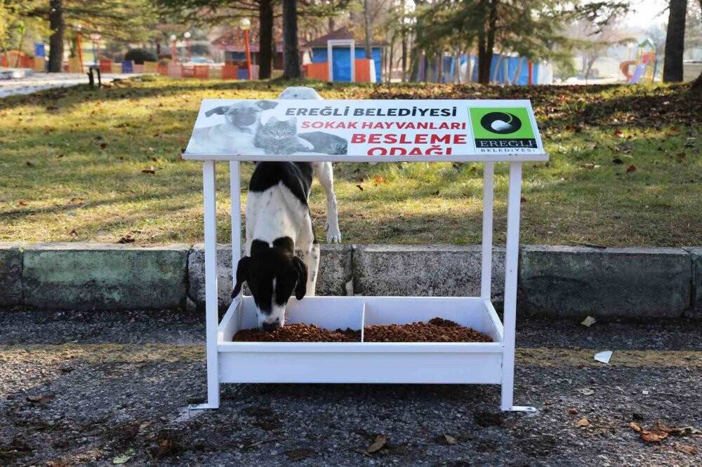 Ereğli sokak hayvanlarına sahip çıkıyor