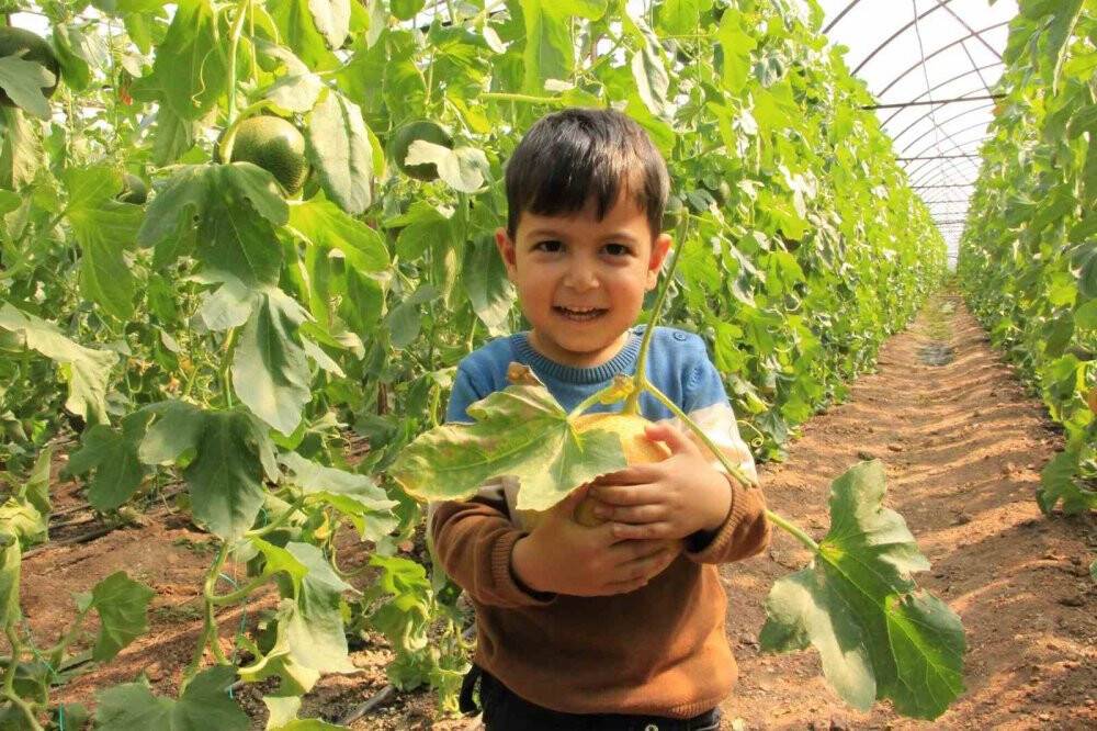 Havalar ılık gitti, üreticinin yüzü güldü