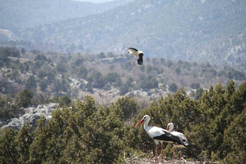 Leylekler Vadisi ve Leylekler Tepesi sakinleri yuvalarını doldurdu