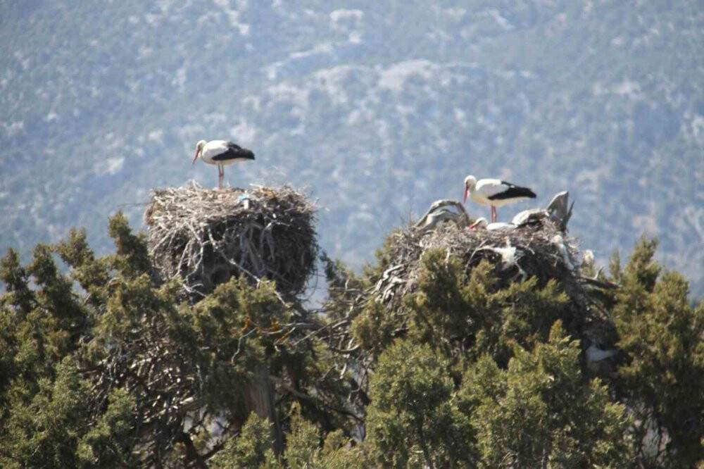 Leylekler Vadisi ve Leylekler Tepesi sakinleri yuvalarını doldurdu