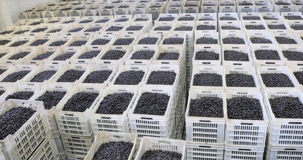 Zeytin üreticisine çifte bayram