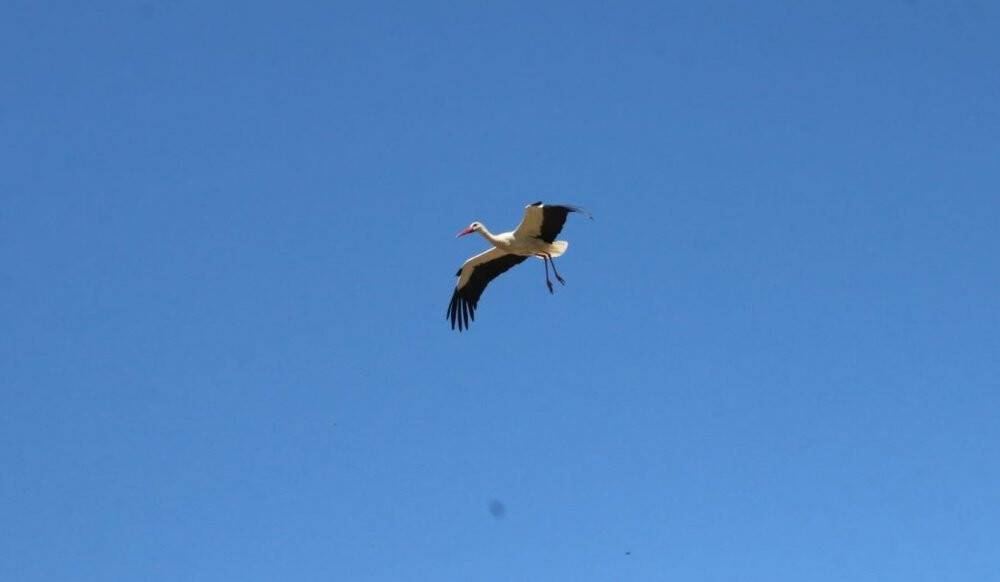 Leylek ailesine yaklaşık 20 yıldır ev sahipliği yapıyor