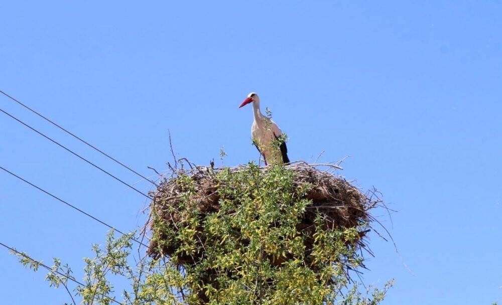 Leylek ailesine yaklaşık 20 yıldır ev sahipliği yapıyor
