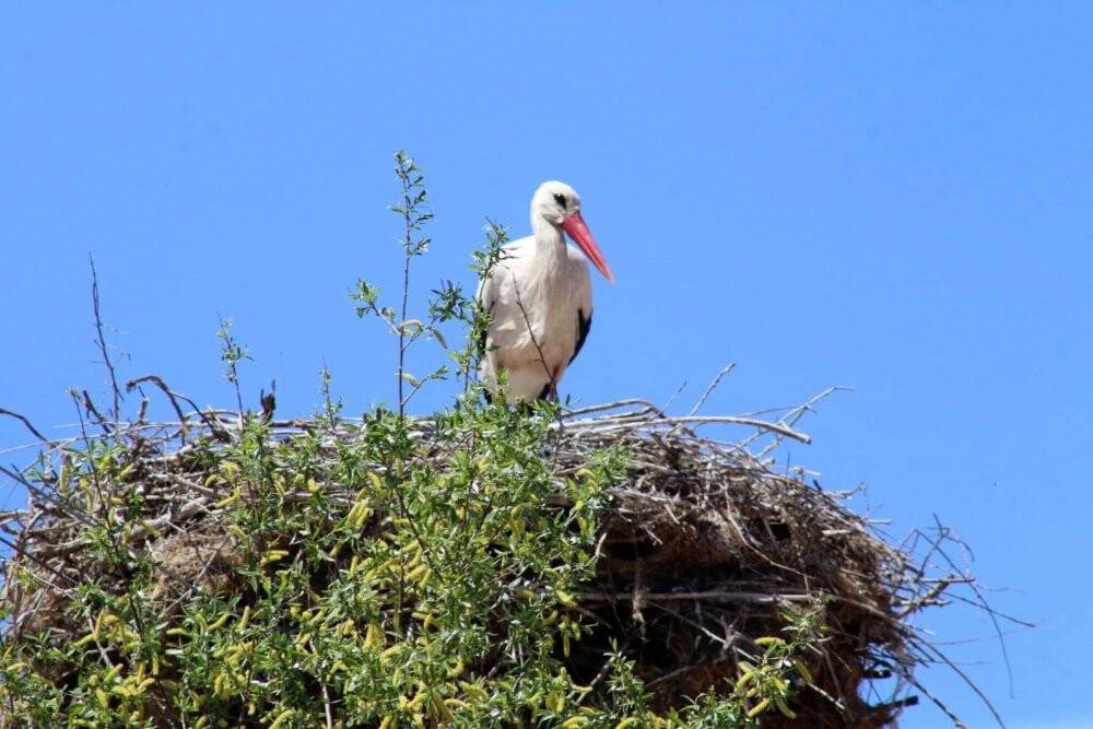 Leylek ailesine yaklaşık 20 yıldır ev sahipliği yapıyor