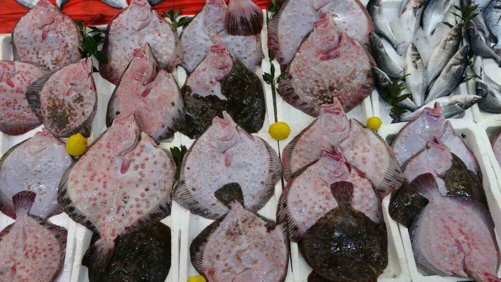 Karadeniz’de kalkan bolluğu: Kilosu 600 liradan satılıyor