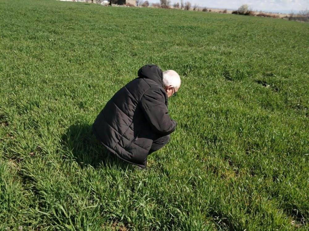 Beyşehir’de ekili alanlarda hastalık taraması