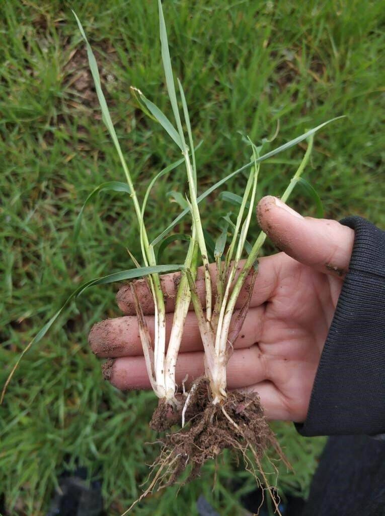 Beyşehir’de ekili alanlarda hastalık taraması