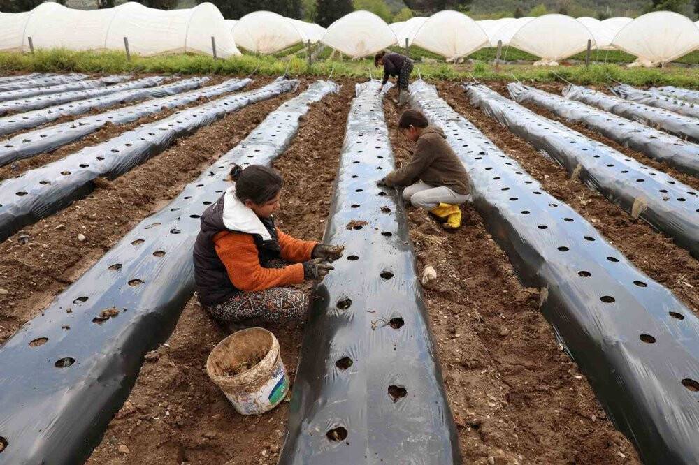 Tarım bölümü öğrencileri hem öğreniyor, hem üretiyor