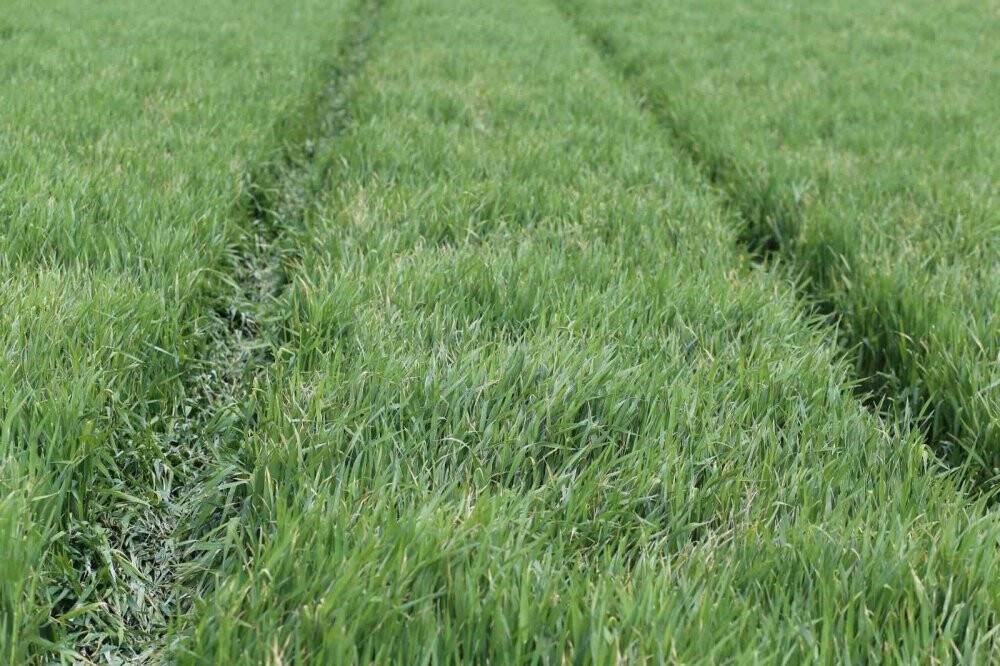 Türkiye'nin tahıl ambarı Konya Ovası’nda rekolte için gözler Mayıs'ta